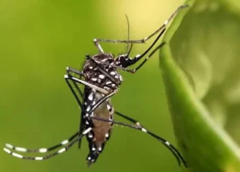 epidemia febril, vírus transmitido pelo mosquito Aedes aegypti